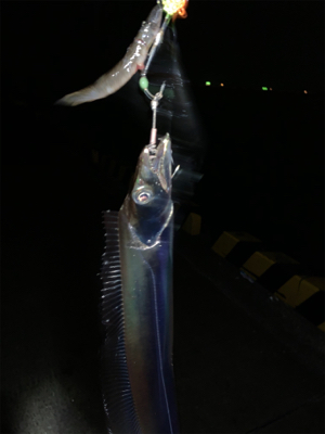 潮の動いている間のタチウオ