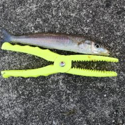 ボウズ回避からの・・・