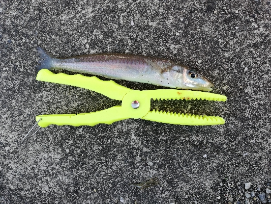 ボウズ回避からの・・・