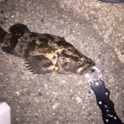 アジングからの底物