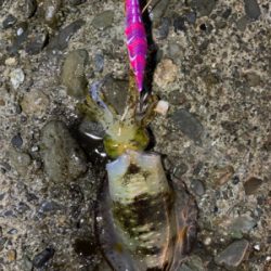 イカの居場所を探して