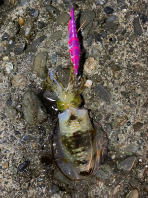 イカの居場所を探して