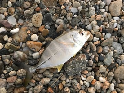 淡路サーフアジング