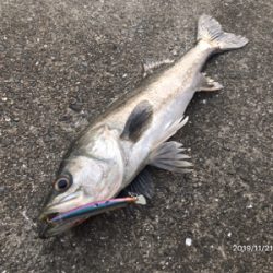 シーバス荒食い