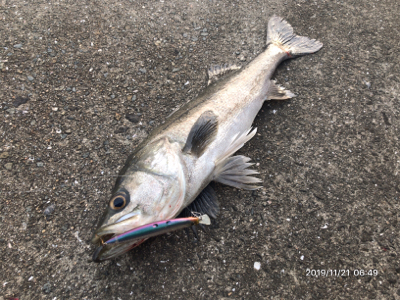 シーバス荒食い