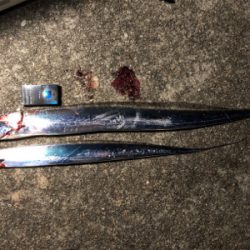 マズメの陸っぱりドラゴン(^^)