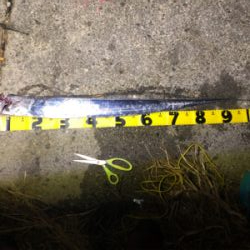 舞洲ドラゴン出現！