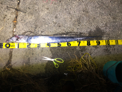 舞洲ドラゴン出現！