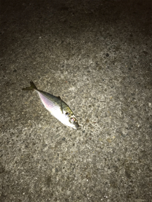 アジ釣れてよかった！