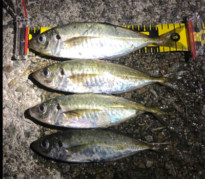 夕マヅメアジング