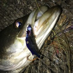 太刀魚多過ぎ！