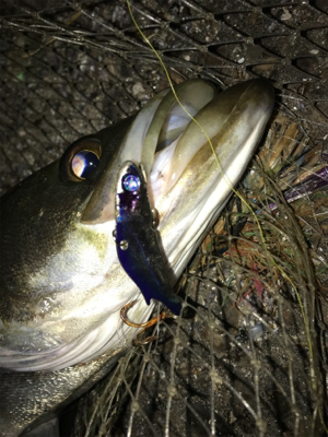 太刀魚多過ぎ！