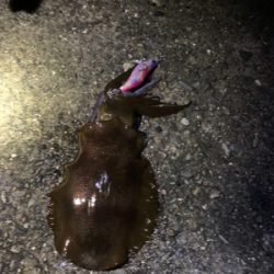 久しぶりの南紀方面釣行