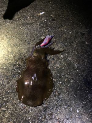 久しぶりの南紀方面釣行