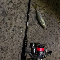 豆アジング タチウオがウヨウヨ