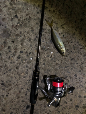 豆アジング   タチウオがウヨウヨ