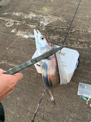 朝まづめタチウオ釣り