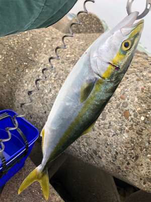 ハマチ？ツバス？？