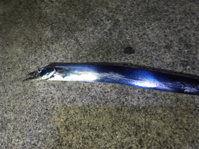 貝塚人工島タチウオ渋い