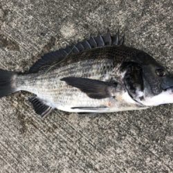 エビ撒き反応よし!