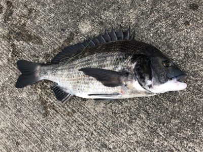 エビ撒き反応よし!