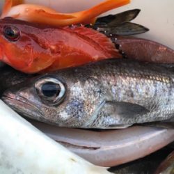 中深海と鯛ラバ