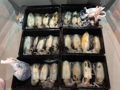 テップランで良型アオリイカ