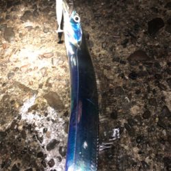 渋〜いタチウオ