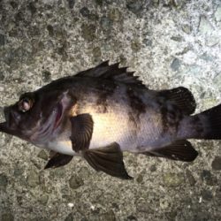 アジング・メバリング