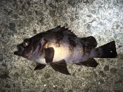 アジング・メバリング