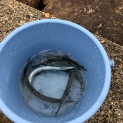 ハイブリットでサヨリが激熱やー!