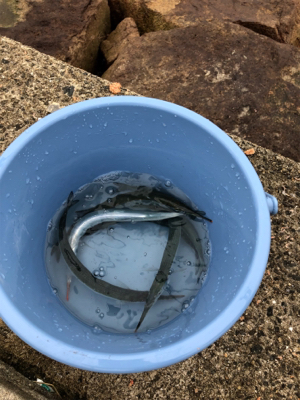 ハイブリットでサヨリが激熱やー！