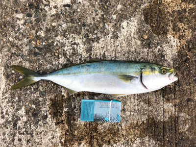 万が一があるならタモ は用意する