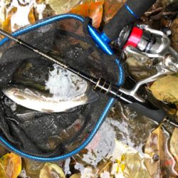 釣れるけど考えて試行錯誤