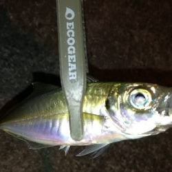 ナイトアジング