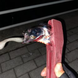 ニューロッド入魂