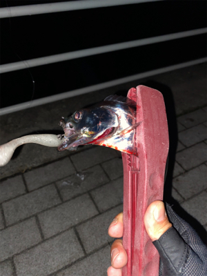 ニューロッド入魂