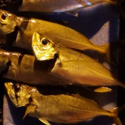 アジング練習 67