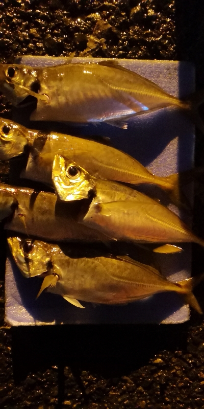 アジング練習 67