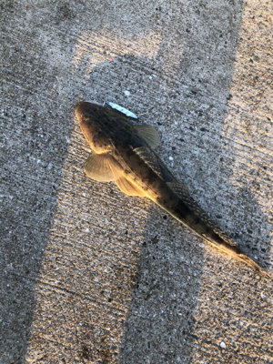 DAISOジグ　マゴチ