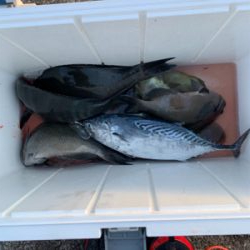 泊浦 磯 小島ハナレ