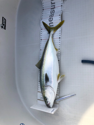 オフショア2回目