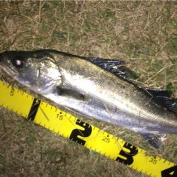 秋の荒食いシーズンが続いています。