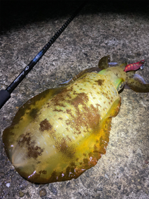 淡路島エギング