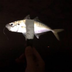 神奈川の友人とアジング