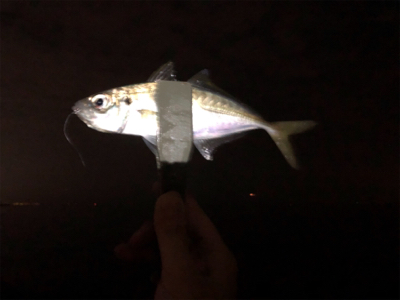 神奈川の友人とアジング