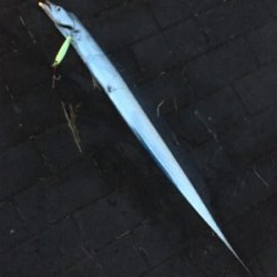 サーベリング、何とか1本、、、