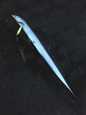 サーベリング、何とか1本、、、