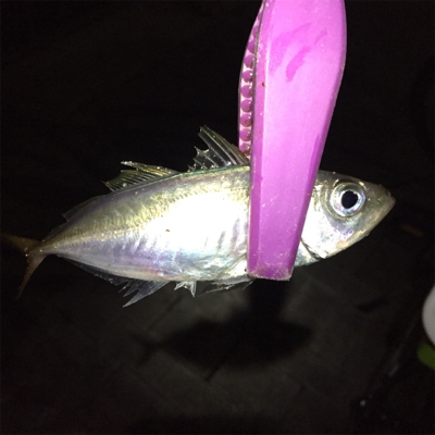 大阪湾奥アジング