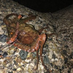 エギングでタコ